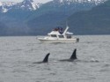 Orcas swim near a boat